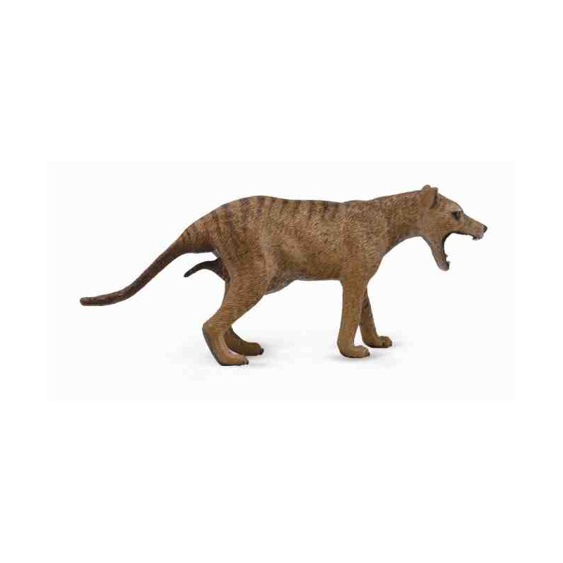 THYLACINE(LLOP DE TASMANIA)FEMELLA L