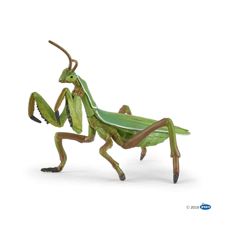 MANTIS RELIGIOSA