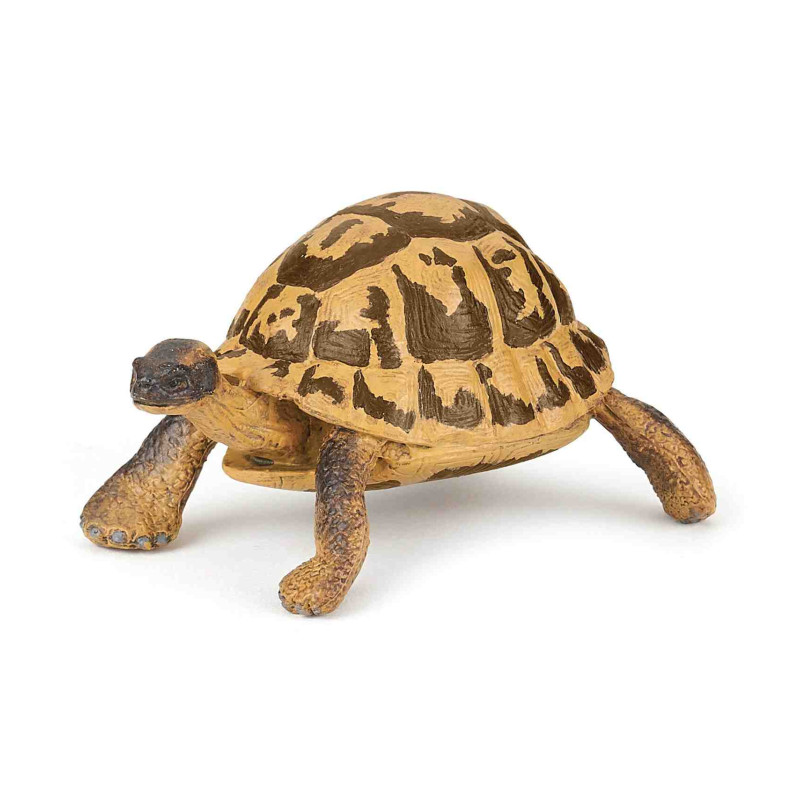 TORTUGA DE HERMANN