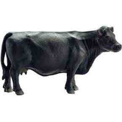 VACA NEGRA ANGUS B