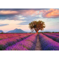 CAMPOS DE LAVANDA 1000 pcs. Puzzle Ravensburger