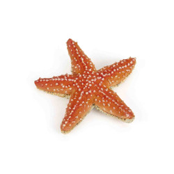 ESTRELLA DE MAR